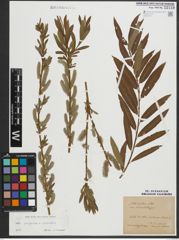 Foto von Salix purpurea L. x Salix viminalis L.